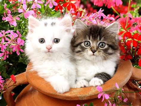 19+ White Cute Kitten Images Hd - Furry Kittens