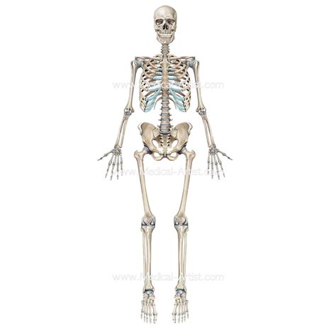 Skeleton Illustrations | Medical Illustrations of the Skeletal System ...