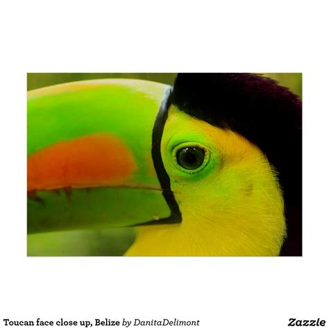 Toucan face close up, Belize Poster | Zazzle | Photographic print, Wall ...