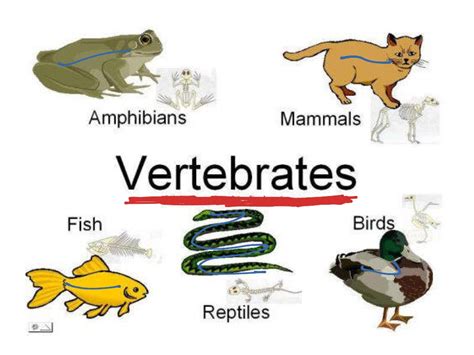 ShowMe - Vertebrates