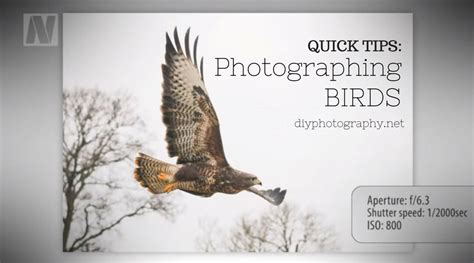 Essential Tips To Improve Your Bird Photography Skills