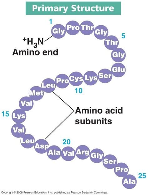 Primary Structure of Protein - KeirarilloGreen