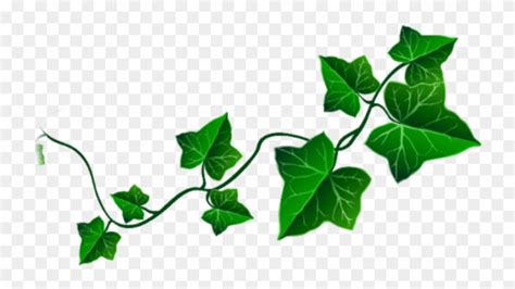 Clip Art Vine Leaves - Png Download (#3973709) - PinClipart