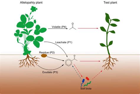 Effect of allelopathy on plant performance | bioRxiv