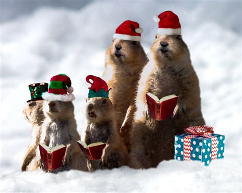 "Prairie Dog Christmas (Personalize Lyrics)" | Christmas eCard | Blue ...