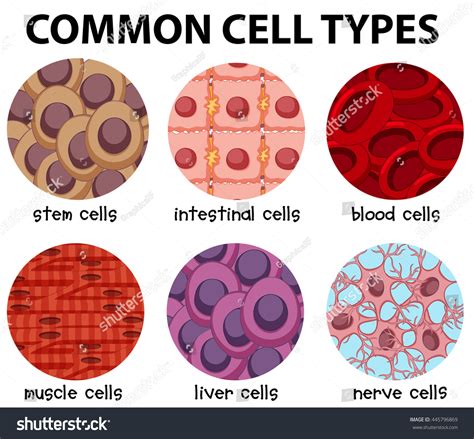 「一般的なセルの種類の図」のベクター画像素材（ロイヤリティフリー） 445796869 | Shutterstock