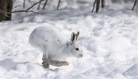 What Are the Adaptations for Animals to Survive in the Taiga? | Sciencing