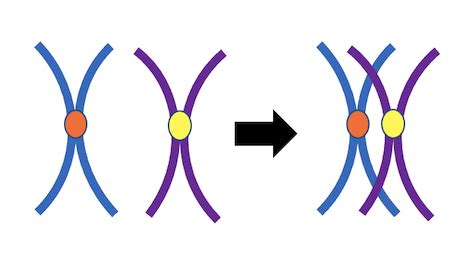 Synapsis in Meiosis & Mitosis | Definition, Occurrence & Process ...