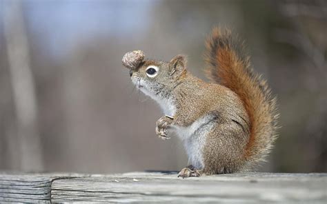 Squirrel, cute, fluffy, tail, animal, HD wallpaper | Peakpx