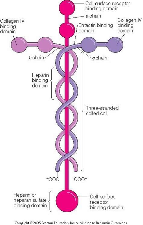 Laminin; A part of the building blocks that hold the human body ...