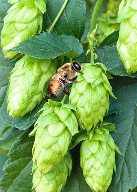 BEER HOPS PLANT SEEDS FOR SALE HERE ONLINE AUSTRALIA $4 - Sunblest Products