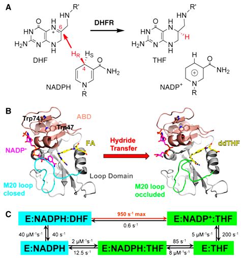 Molecules | Free Full-Text | Linking Protein Motion to Enzyme Catalysis