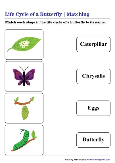 Life Cycle Of A Butterfly Worksheet 2nd Grade