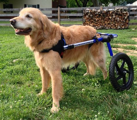 Handicapped Pets: A Dog Wheelchair from Rainbow Bridge