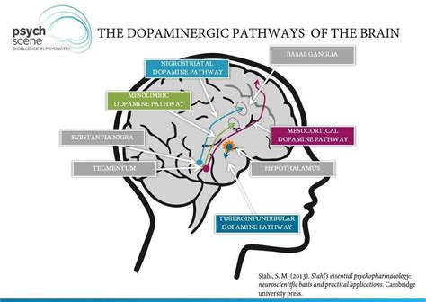 The Dopamine Hypothesis of Schizophrenia - Advances in Neurobiology