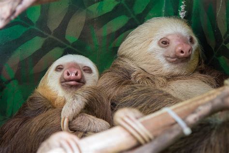 Visit Sloth Sanctuary, Costa Rica - Travel Agency