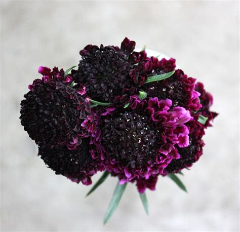 Scabiosa | Stevens and Son Wholesale Florist