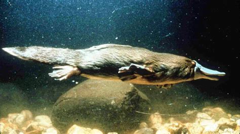 Platypus milk could be a solution to kill off bacteria | Sky News Australia