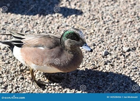 American Wigeon Duck stock photo. Image of birdwatching - 142528456