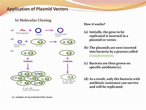 PPT - MB 206 : Module 2 - B PowerPoint Presentation, free download - ID ...