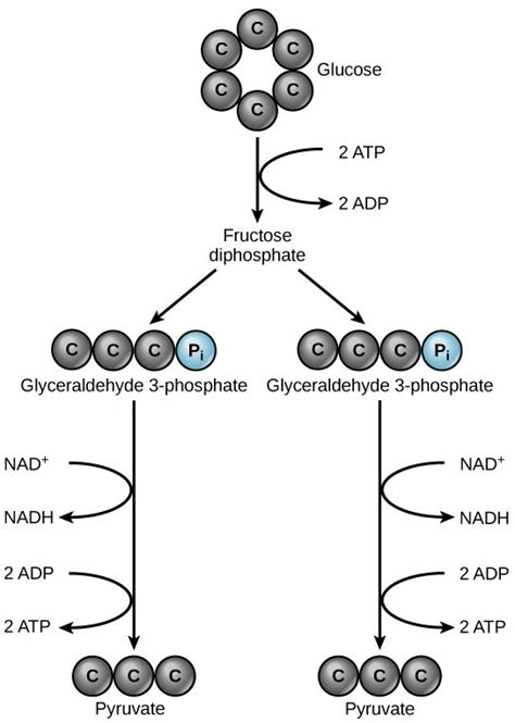 Visual representation of glycolysis | Biochemistry, Chemistry, Biology