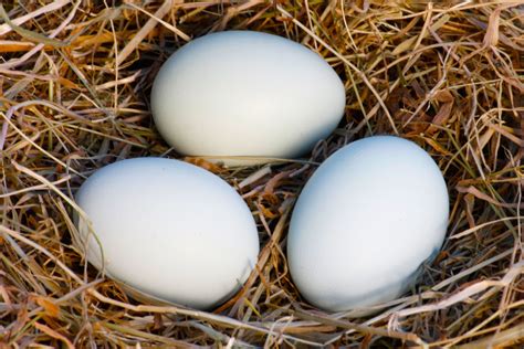 white chicken eggs | Tom Gibson Photography