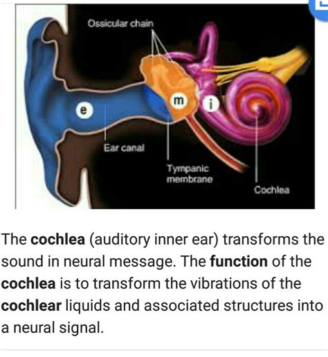 functions of cochlea - Brainly.in