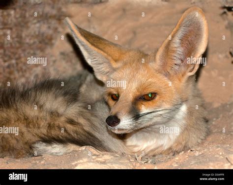 Vulpes cana, Blanford's fox Stock Photo - Alamy