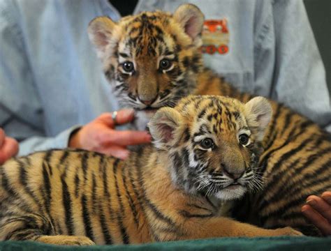 Baby tiger cubs get media showing at Beardsley Zoo