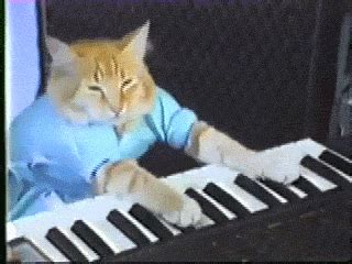 Play Piano GIF by Internet Cat Video Festival - Find & Share on GIPHY