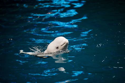 Cute Baby Beluga Whale