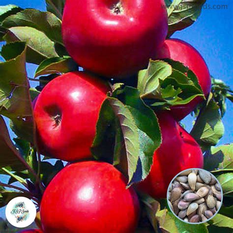 30 Red apple Seeds (Asia Fruit) – JSPSeeds