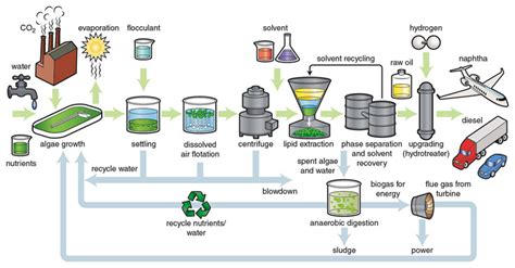 Solving the Algae Problem