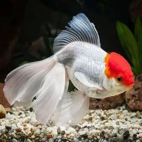 Carassius auratus White Red cap Goldfish, For Commercial, Packaging ...