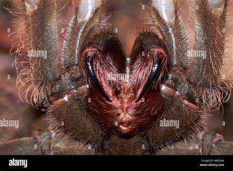 Goliath bird-eating spider or Goliath birdeater (Theraphosa blondi ...