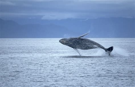 Whale Habitat - Whale Facts and Information