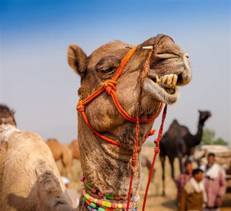 Decorated Camel stock photo. Image of animal, domesticated - 22173816