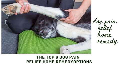 What To Give Dog Pain Relief