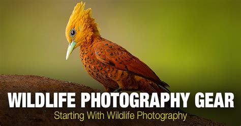 Wildlife Photography Gear: Starting With Wildlife Photography • PhotoTraces