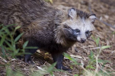 Rare Japanese Dog Species Tanuki Goes Viral