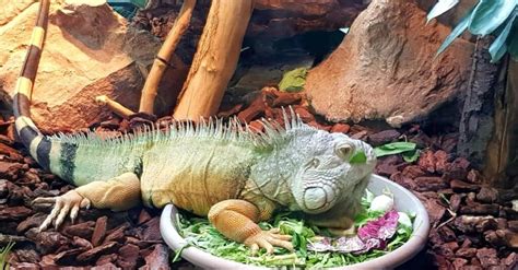 Iguana Size: How Big Do Iguanas Get? - A-Z Animals