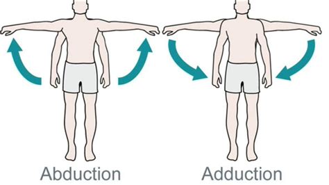 Abduct Anatomy - Anatomy Reading Source