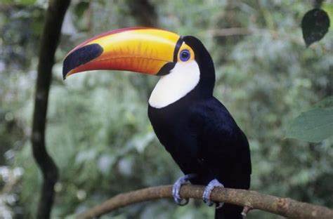 Toucan: The National Bird of Belize | Interesting Facts About Toucan