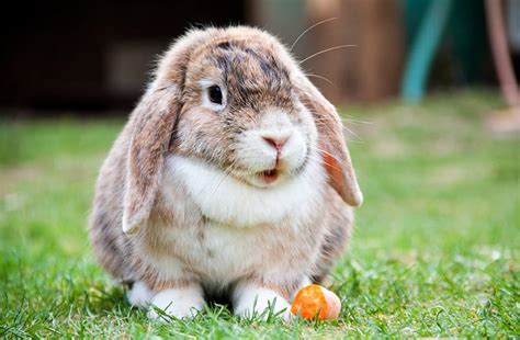 Dental Care for Rabbits