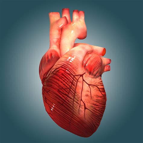 3d model heart