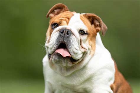 Bulldog | Description, Breeding, & Facts | Britannica