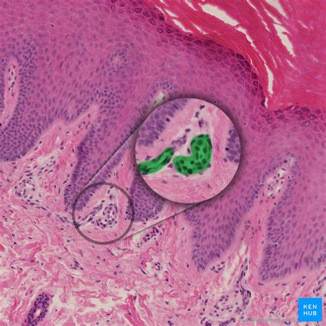 Dermal Papillae Histology