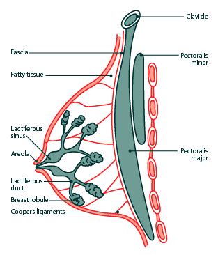 Anatomy and Physiology of Mammary Glands (Breast) - Nursing Crib