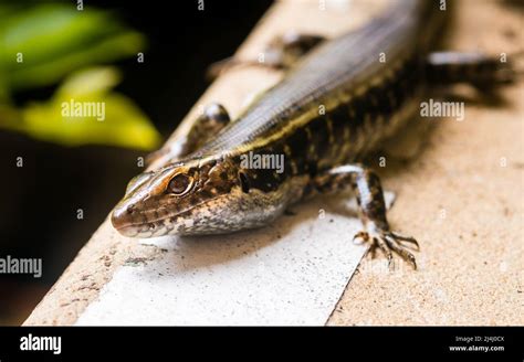 Common Garden Skink in Sydney Stock Photo - Alamy