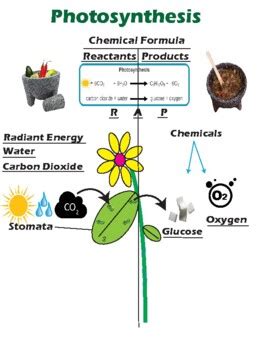 Photosynthesis Reactants and Products by Zcience | TpT